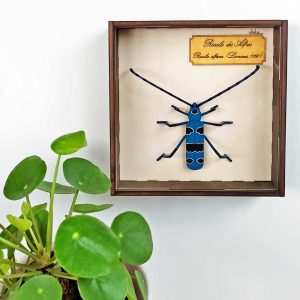 Rosalie des Alpes sous cadre